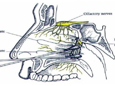 Biomedical Sciences Thesis – Rutgers&nbsp;University